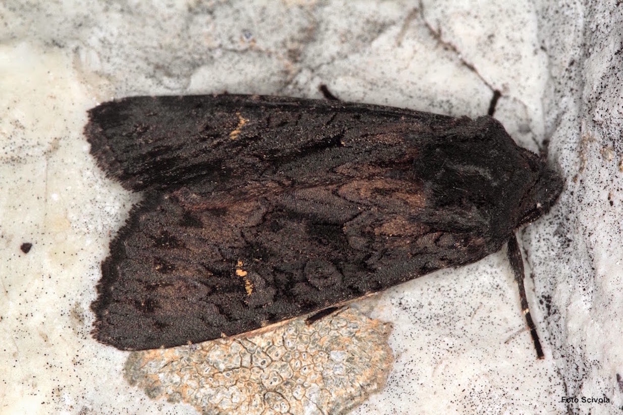 Aporophyla (Phylapora) nigra - (Noctuidae)